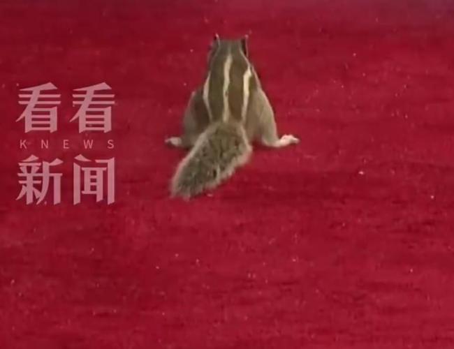 高市早苗走红毯被松鼠抢镜 意外访客成焦点