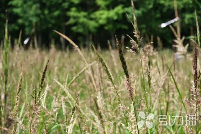 “消失千年”的菰米有望重回餐桌 古老谷物再现田间