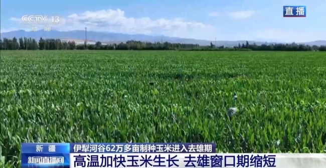 田间地头显身手 看机器人如何高效作业