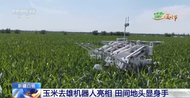 田间地头显身手 看机器人如何高效作业