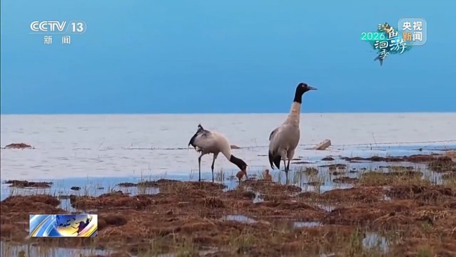 仿生机器狗深入青海湖湿地 偶遇黑颈鹤一家