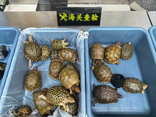 8名女子入境时绑藏53只活体龟被查