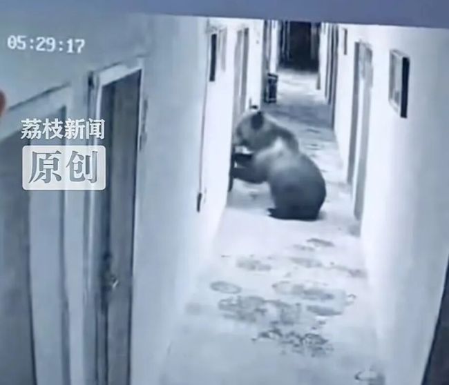 藏马熊凌晨闯入酒店推开住客房门