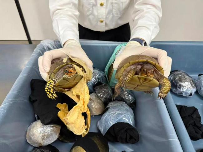8名女子入境绑藏53只活体龟 海关连续查获