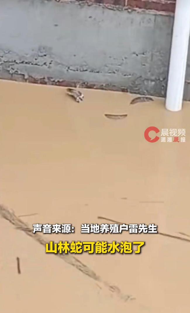 广西洪水致蛇场被冲 多人被咬 毒蛇逃逸威胁村民安全