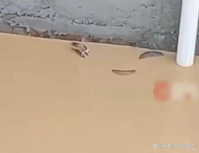 广西横州急需蛇毒血清 洪水致毒蛇泛滥咬伤村民