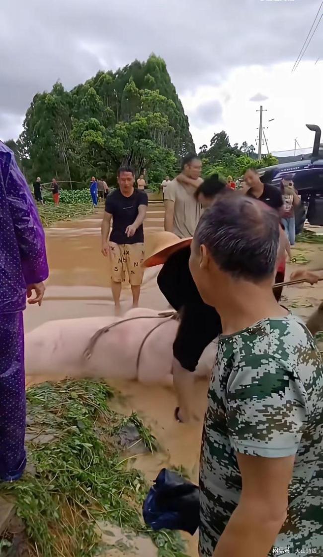 村民用抓木机在洪水中打捞生猪