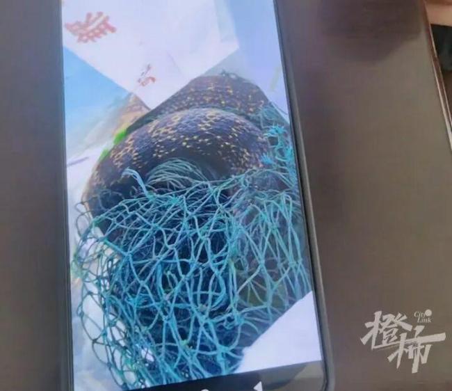 男子放生大蛇反遭锁喉撕咬 现代版农夫与蛇