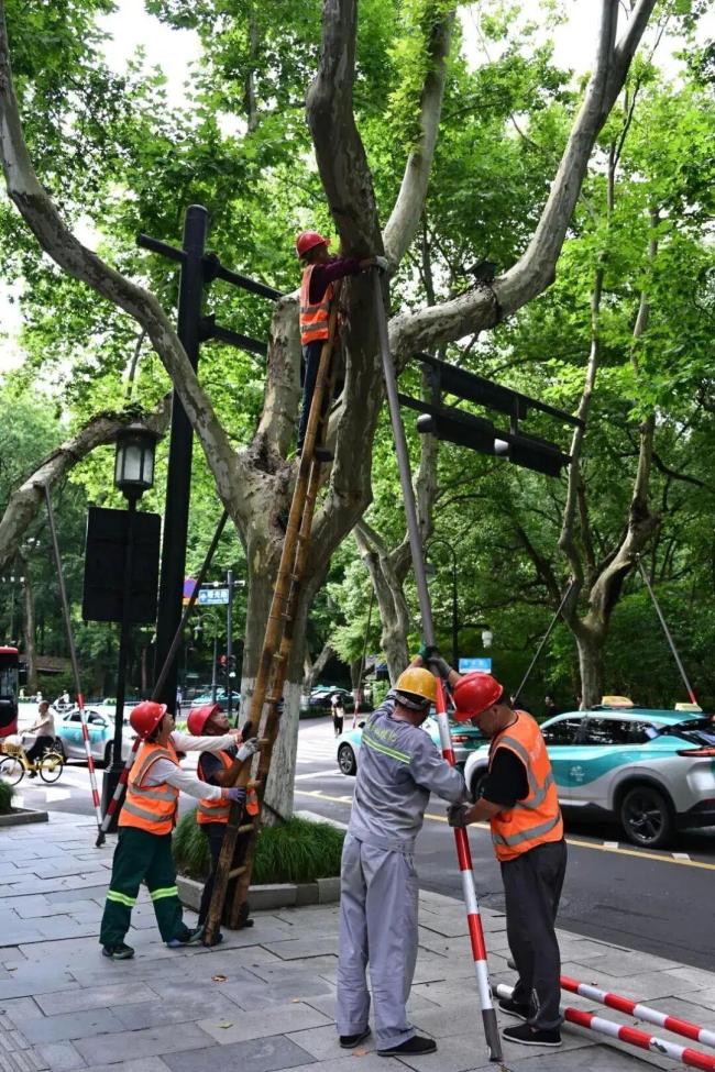西湖景区已完成树木加固5800余株 迎战台风“巴威”