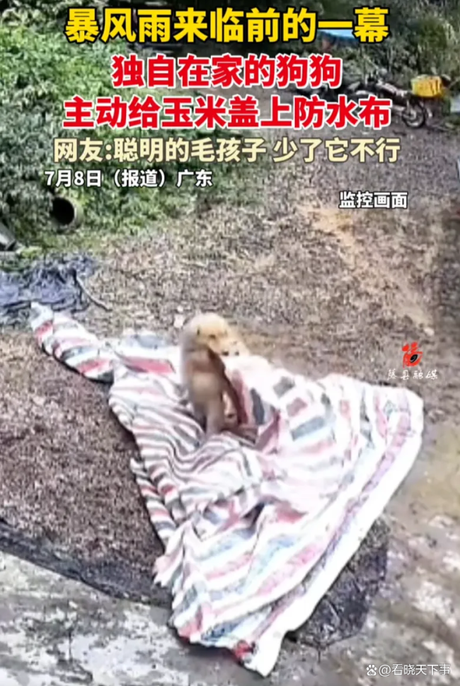 狗狗赶在大雨前给玉米盖防水布 金毛智救主人财物