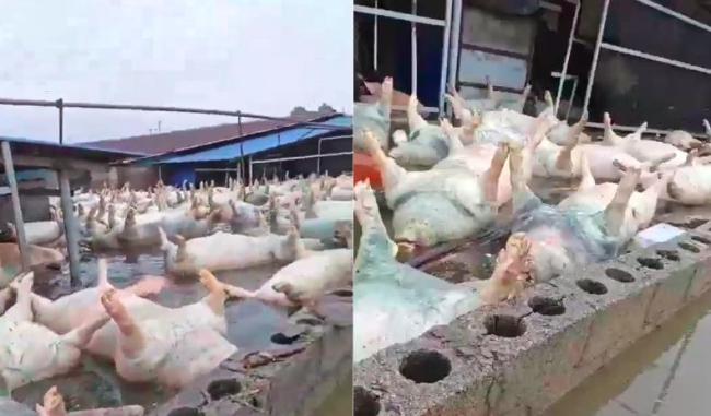 广西数千头死猪漂浮水面 当地回应 正在处置