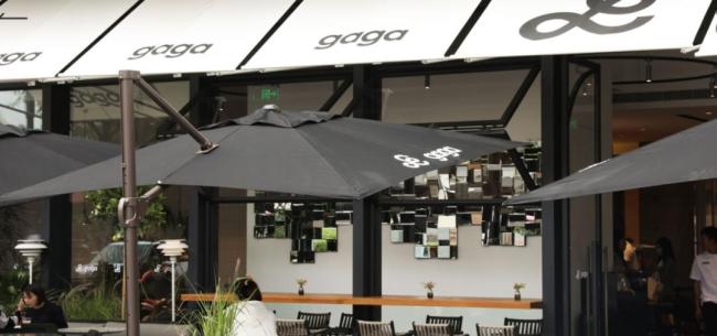 “gaga”深圳一门店被曝狗上桌进食 宠物友好界限引争议