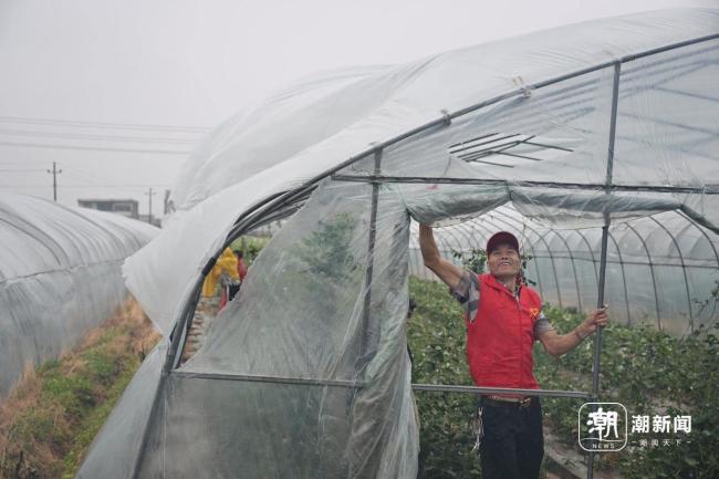 台风外围影响温岭 志愿者抢收农作物