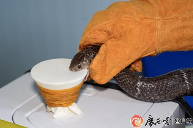 广西洪流之中的蛇与养蛇人 恐慌与现实交织