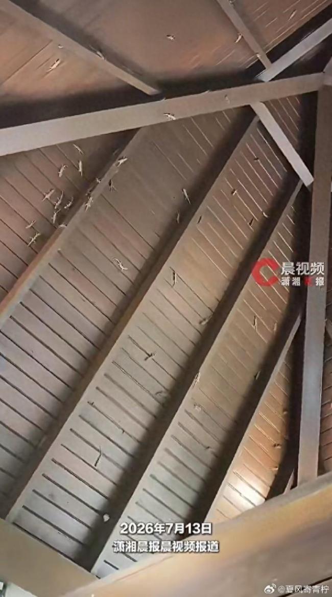 女子景区上厕所一抬头壁虎密密麻麻