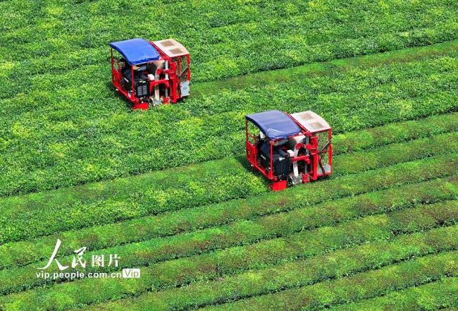 江西泰和：夏茶机采忙