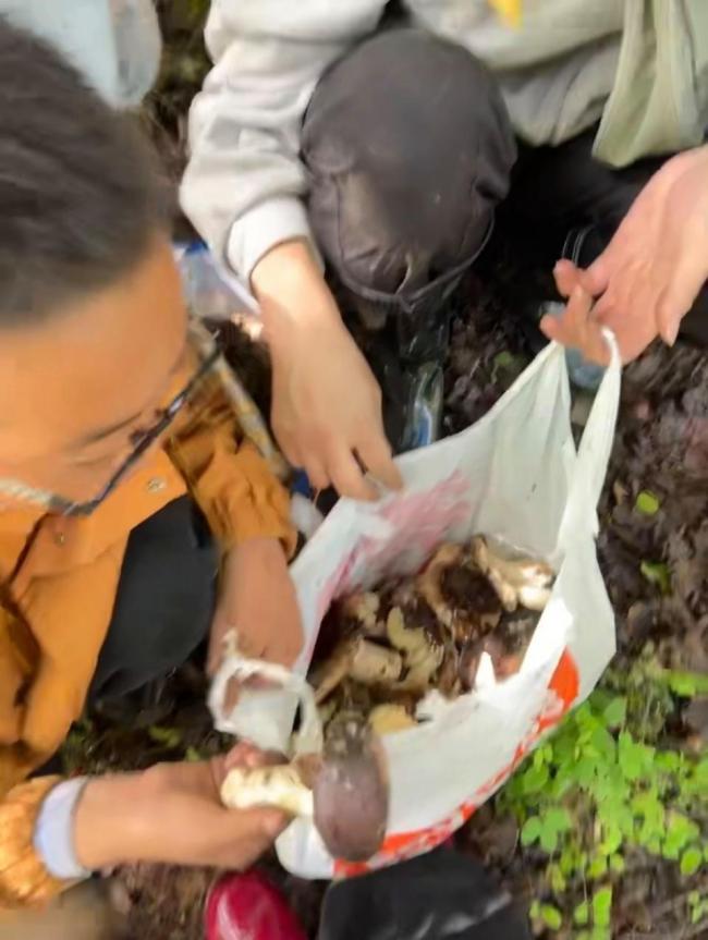 情侣采菌当事人称AI不如本地人靠谱 本地小孩果断辨毒菌