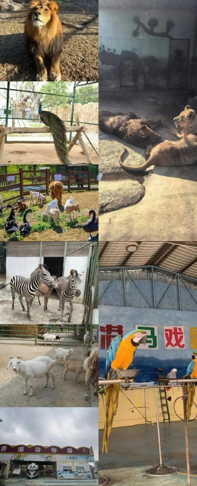 村民发现一走失孔雀送回贵港动物园 灾后重建举步维艰