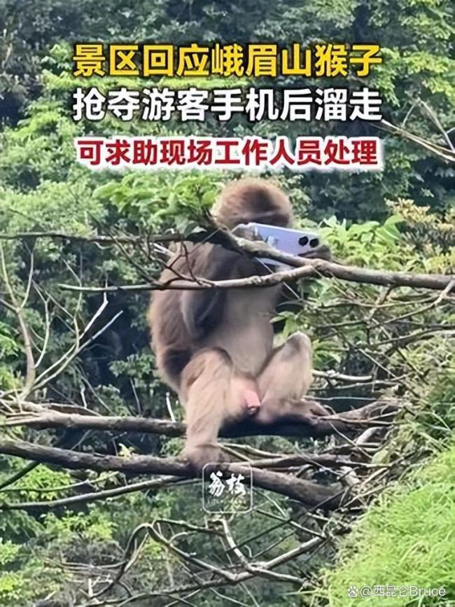 峨眉山猴子
