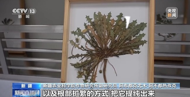 从橡胶草提取合格天然橡胶，已实现量产