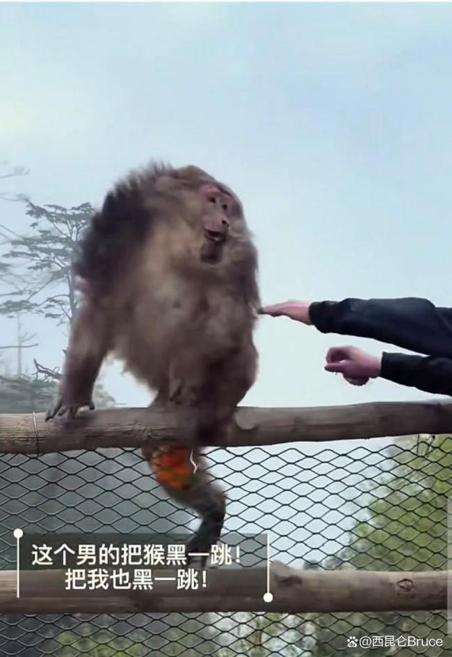 峨眉山猴子