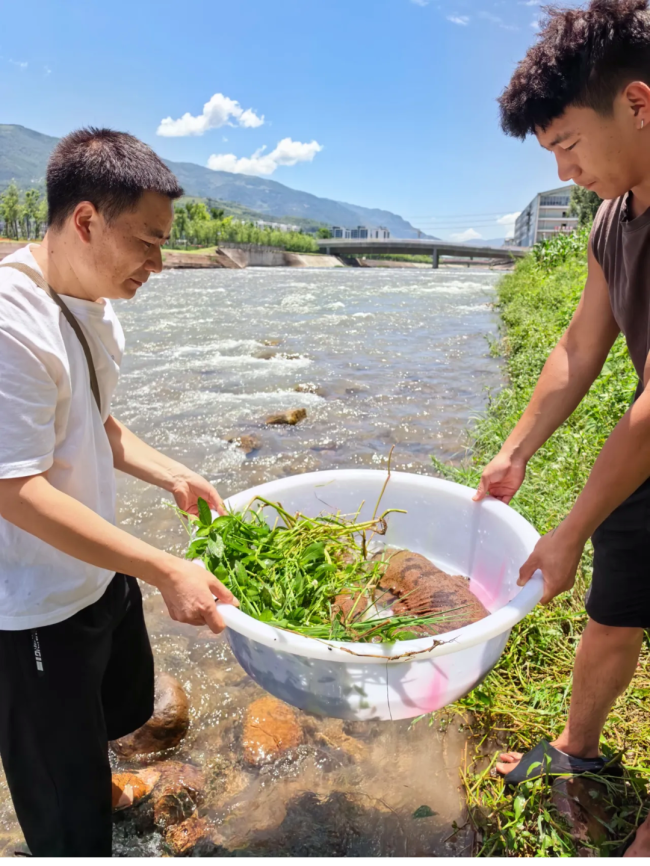 四川越西成功救护野生大鲵 生态环境持续向好