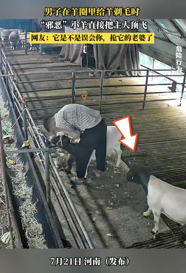 男子在羊圈给羊剃毛被偷袭顶翻
