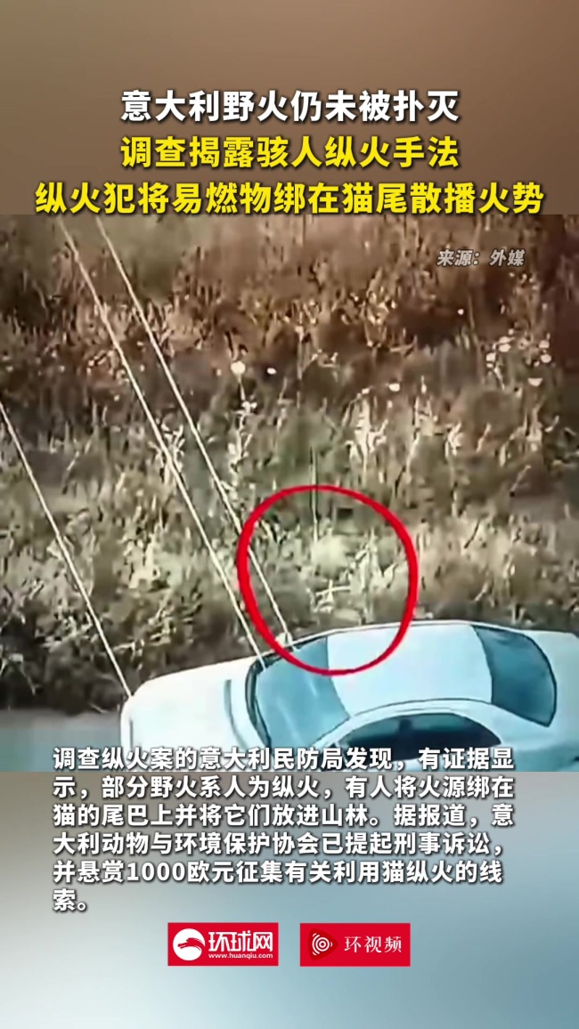 意大利调查称有人用猫纵火