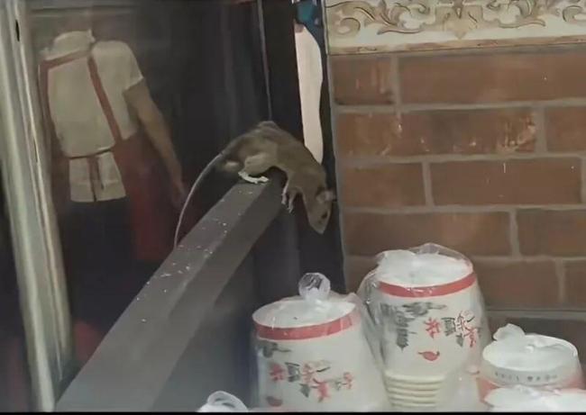 店家斥顾客找茬:哪家店没有老鼠