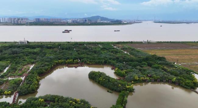 广州红树林“卖空气”成交10.5万元 碳汇交易助力生态保护