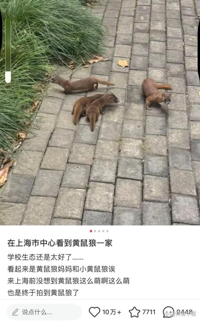 为什么城市里的黄鼠狼越来越多 城市生存秘诀揭晓