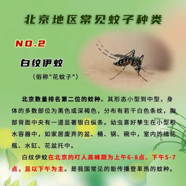 北京蚊虫密度已达全年最高峰值期 尤其注意花蚊子