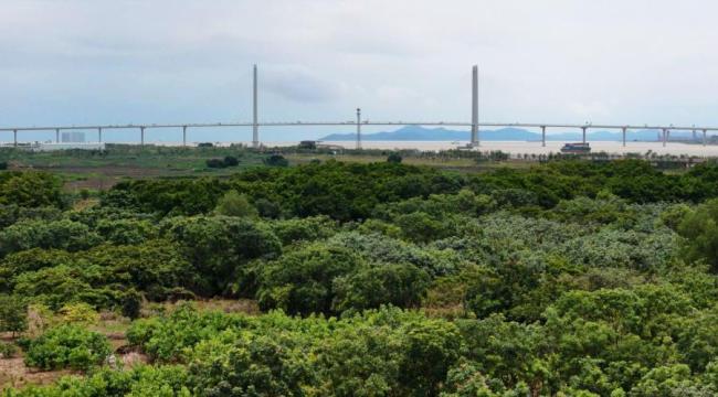 广州红树林“卖空气”成交10.5万元 碳汇交易助力生态保护