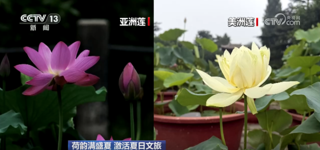 国家植物园9种古莲花同池绽放 多地解锁赏荷新体验