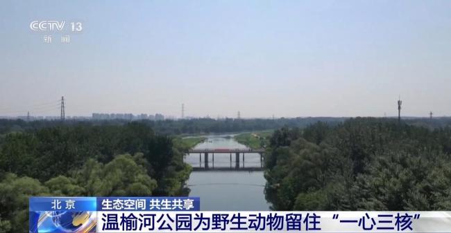 北京正成为珍稀野生动物宜居家园 生态修复成效显著