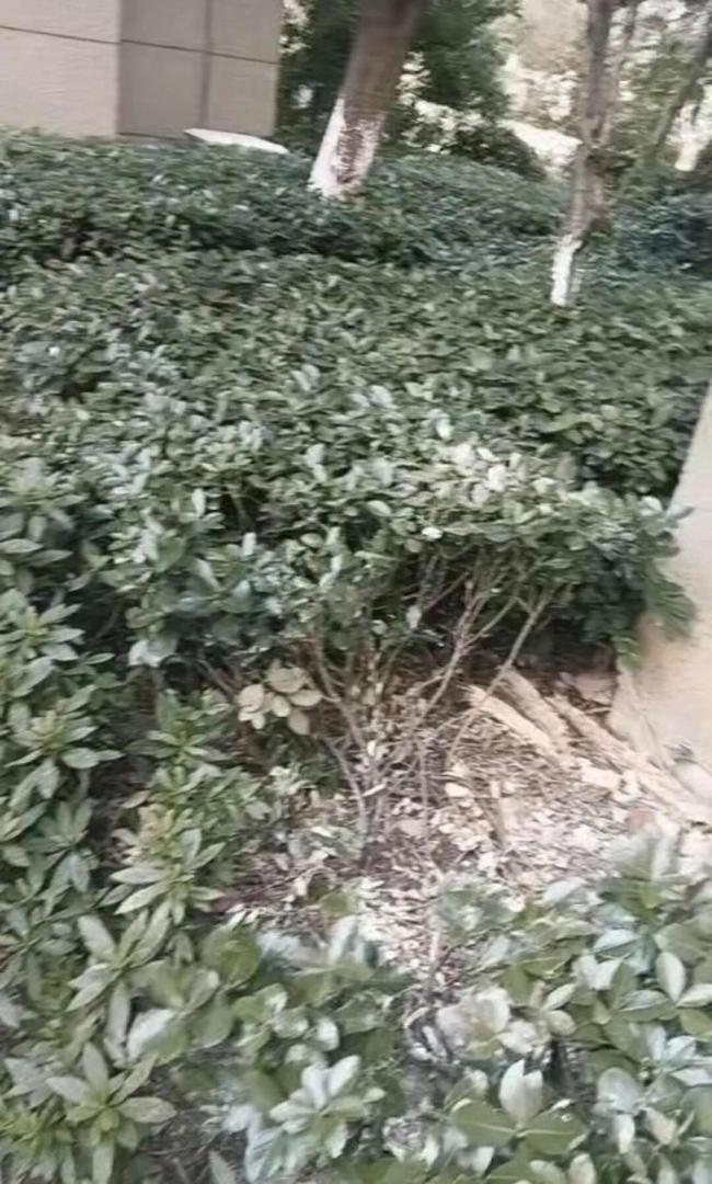 女孩和男友吵架从18层坠楼生还 奇迹存活待手术