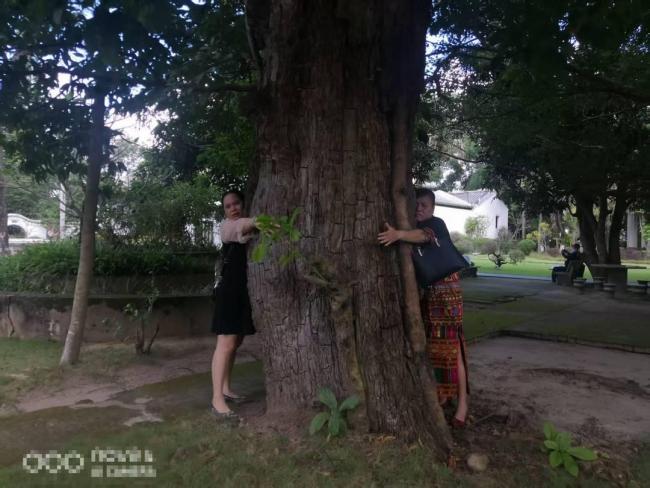 祖父种的百年古树被林业局转赠书院 所有权争议持续