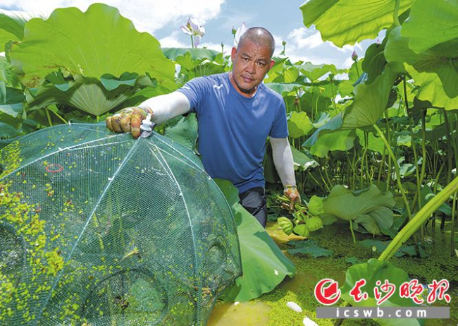 湖南浏阳农民养成“荷花泥鳅”