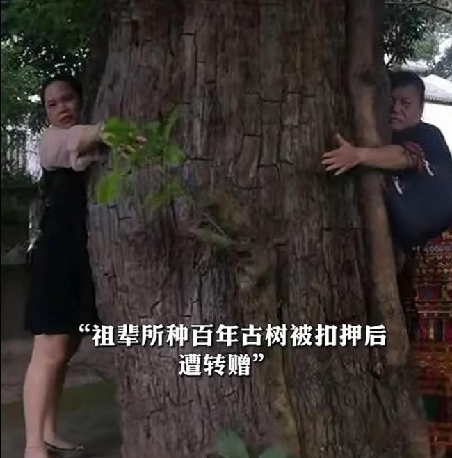 百年古树被盗，警方扣押后竟辗转偷赠？官方通报 成立专项工作组核查