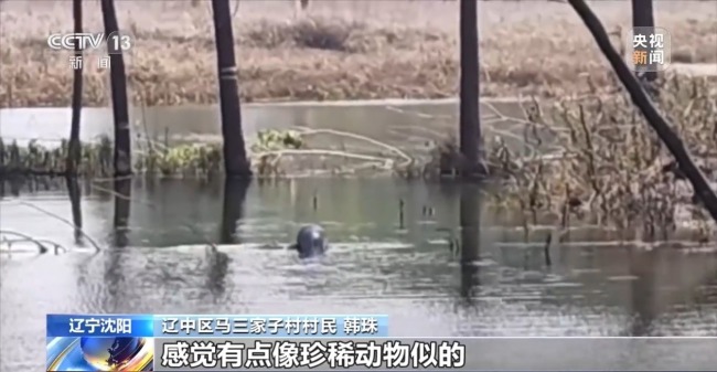 国家一级捍卫动物斑海豹现身乡村鱼塘