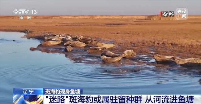 国家一级保护动物斑海豹现身乡村鱼塘