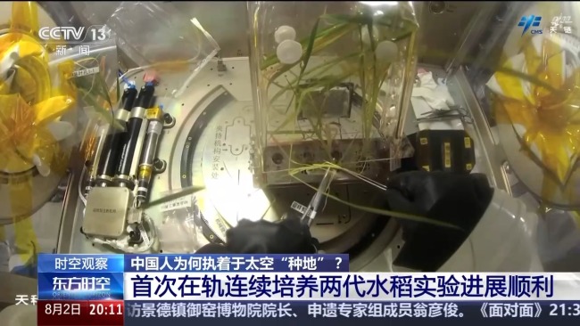 中国人太空种地不断有新进展