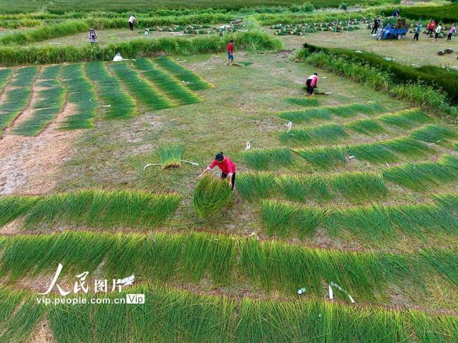 江西金溪：灯芯草特色产业赋能乡村振兴