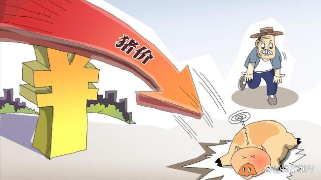 8月5日猪价“绿油油”