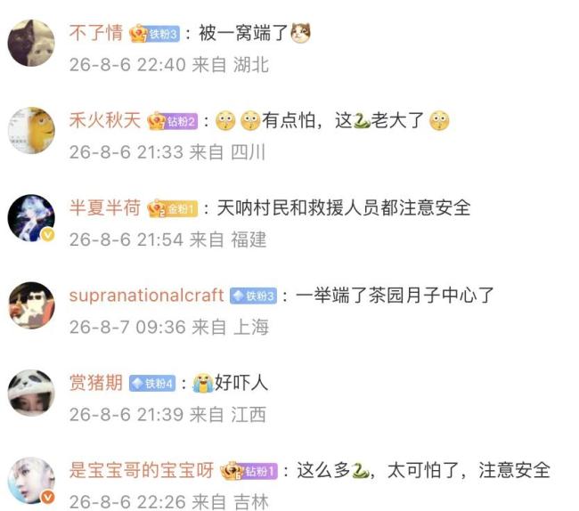 云南发现眼镜王蛇一家38口