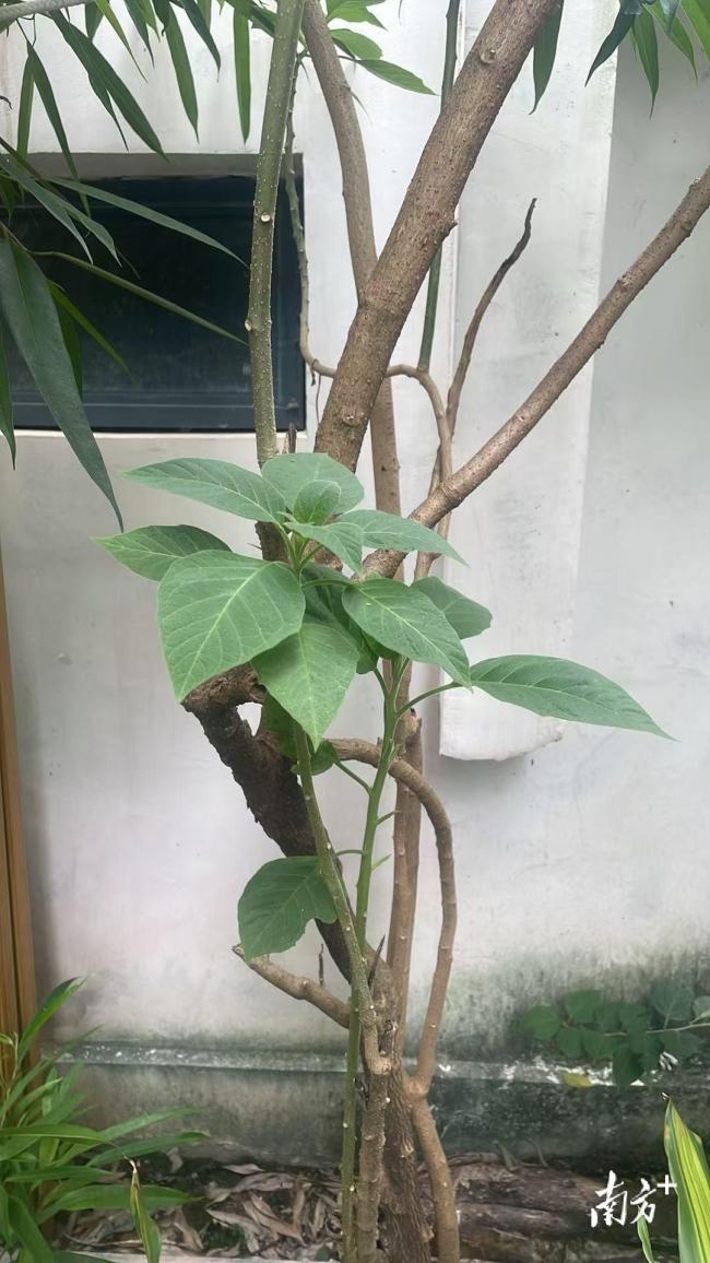 汕头母子误饮曼陀罗水中毒