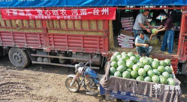 河南瓜农们正在经历最难的夏天 丰产不丰收困境