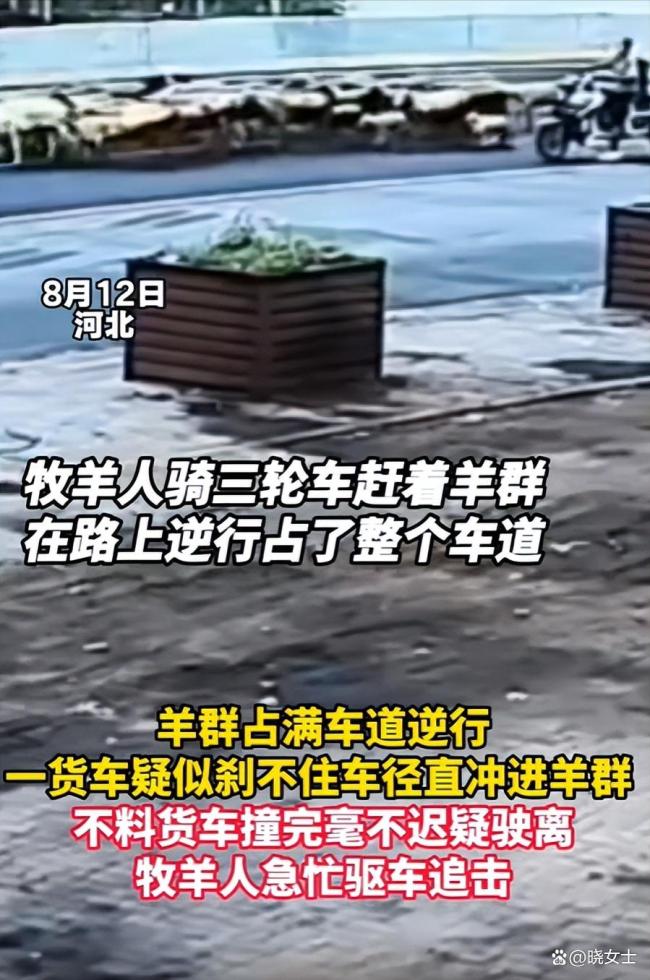 羊群上省道遭货车猛烈撞击 悲剧背后的多重隐患_新闻频道_中华网