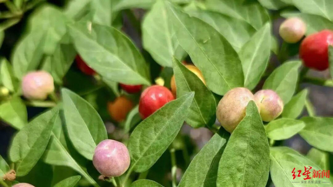 成都“彩虹糖辣椒”凭啥卖出5倍价