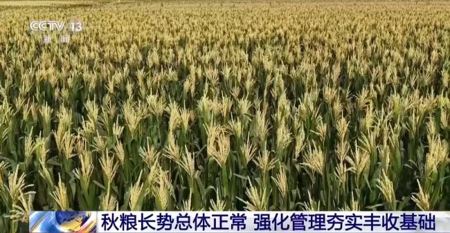 全国秋粮长势总体正常 强化管理夯实丰收基础